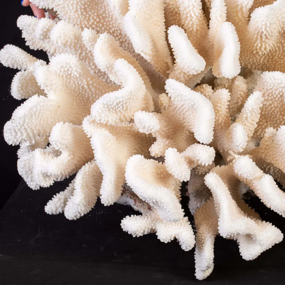 Pocillopora meandrina – Large madreporic coral specimen.